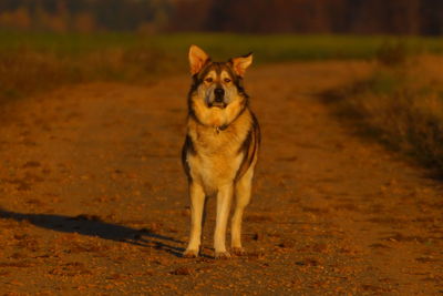 Portrait of dog running on field