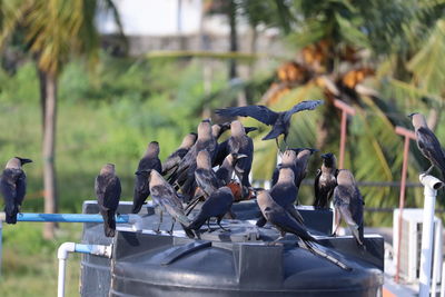 View of pigeons perching on railing