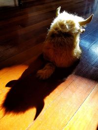 Dog on wood
