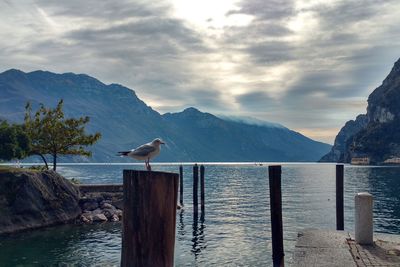 Birds perching on lake by mountains against sky