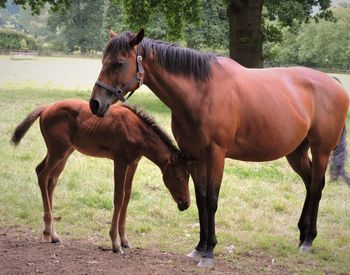 Horse with foal standing on grassy field