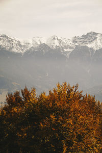 Trees on snow covered mountain against sky