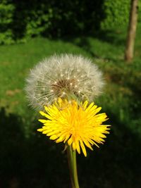 Close-up of dandelion