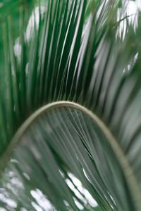 Close-up of green leaves