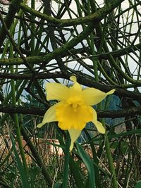 Close-up of yellow daffodil blooming outdoors