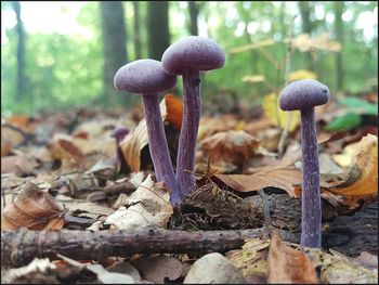 Close-up of mushrooms growing outdoors