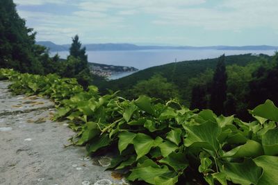 Scenic view of green landscape against sky