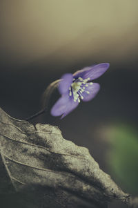 Close-up of purple flowering plant