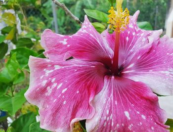 Close-up of pink flower