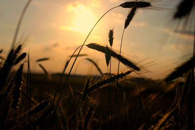 Silhouette cereal plants against sky during sunset