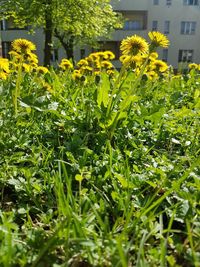 Close-up of yellow flowering plants