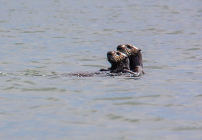 Mother and child sea otter
