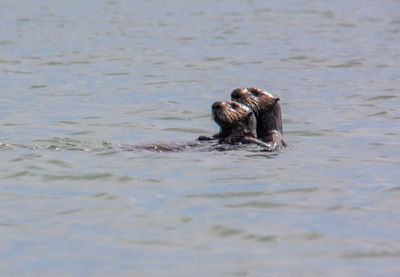Turtle swimming in sea