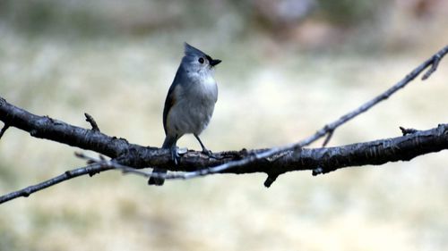 Close-up of bird perching on branch