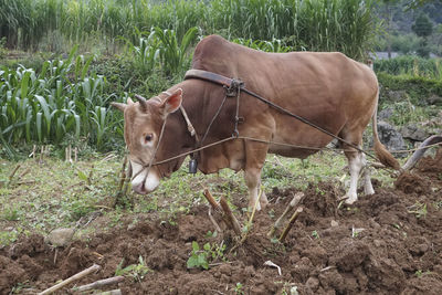 Horse standing in a field