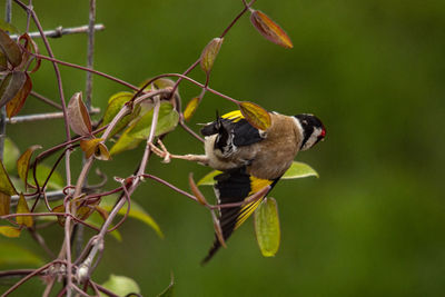 Close-up of bird perching on branch