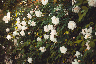 Close-up of white flowering plants