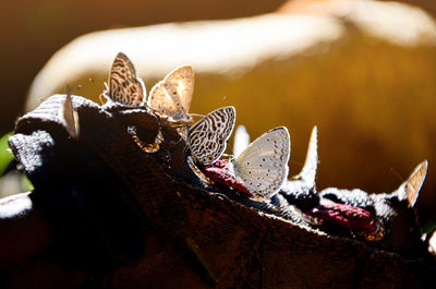 Close-up of butterfly on leaves