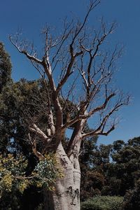 Low angle view of bare tree against clear blue sky