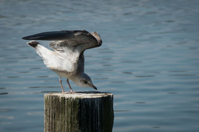 Bird perching on wooden post