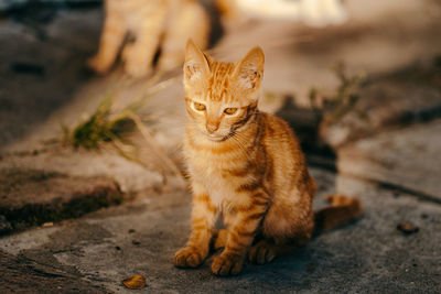 Portrait of cat sitting outdoors