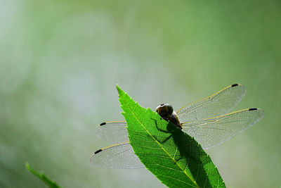 Close-up of dragonfly on leaf