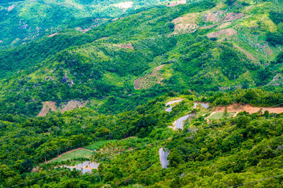High angle view of trees in forest