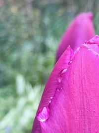 Close-up of pink flower