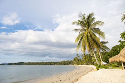 Palm trees on beach against sky