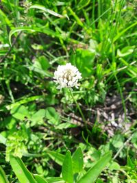 Close-up of flowers blooming outdoors