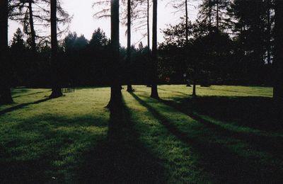 Silhouette trees on field against sky