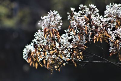 Close-up of snow on tree during winter