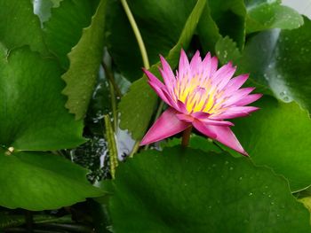 Close-up of pink lotus water lily