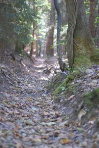 Surface level of trees growing in forest