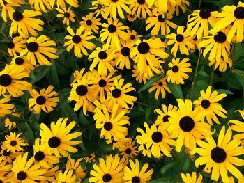 Close-up of yellow flower