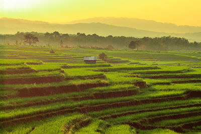 Morning view over the beautiful rice terraces in the village