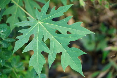 Close-up of leaf