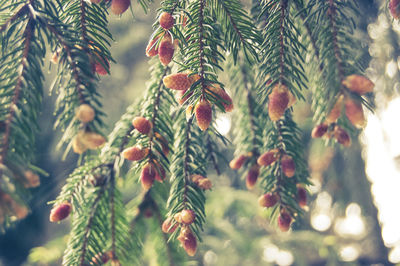 Low angle view of pine tree