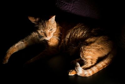 Close-up of cat sleeping