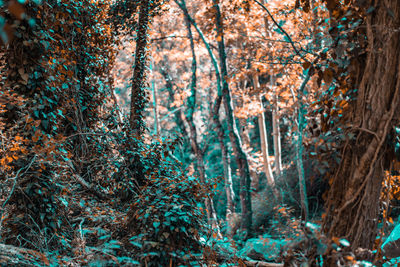 Trees in forest during autumn