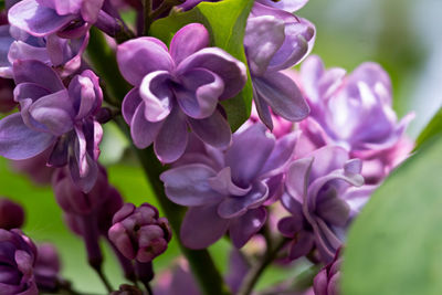 Close-up of pink flowering plant