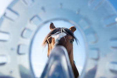 Close-up of a horse