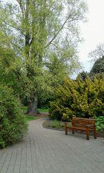 Trees in park