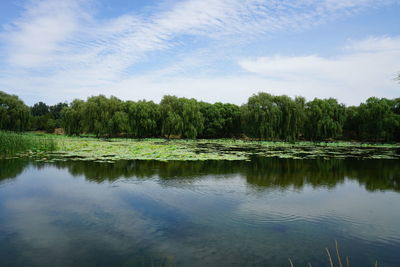 Scenic view of lake by trees against sky