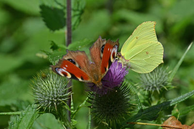 Close-up of butterfly pollinating on flower