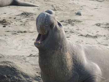 Close-up of horse on sand at beach
