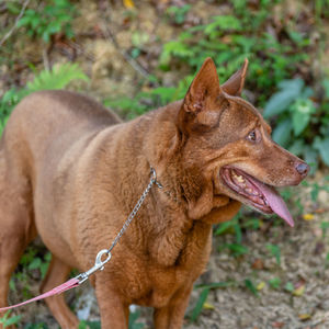 Close-up of a dog looking away