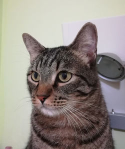 Close-up portrait of a cat at home