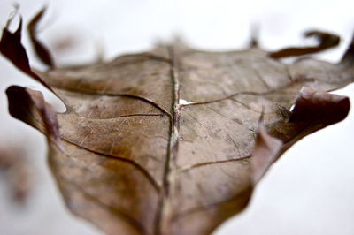 Close-up of leaves
