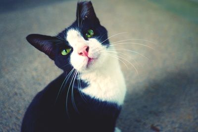 Close-up portrait of cat